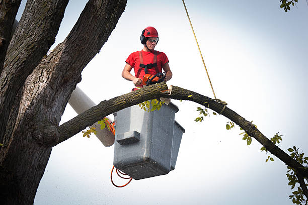 Tree and Shrub Care in Starbuck, MN