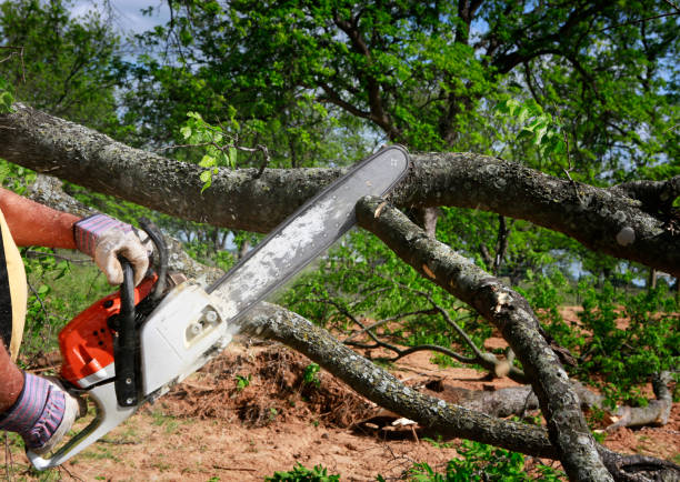 Best Storm Damage Tree Cleanup  in Starbuck, MN